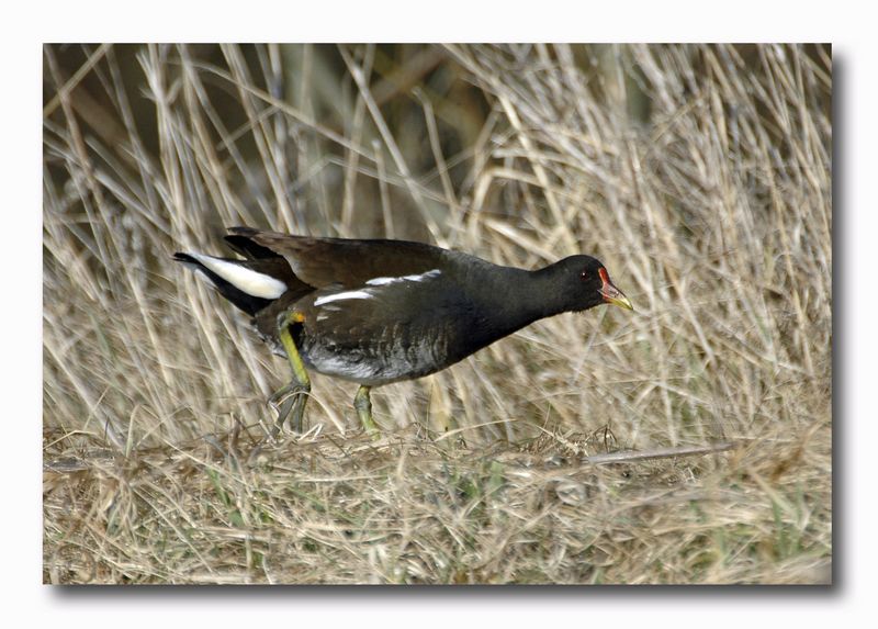 Gallinella d''acqua - Gallinula chloropus